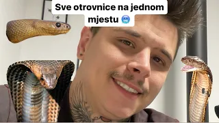 Otrovne zmije u reptilienzoo nockalm