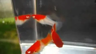 TOP QUALITY Albino Koi Swordatils.