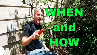 How to Prune Lilacs