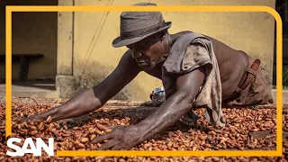 Cocoa prices are rich. Here’s when it will hit the grocery store.