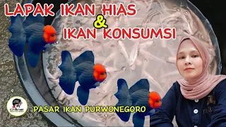 LAPAK IKAN HIAS DAN KONSUMSI MINGGU INI