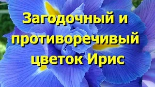 Загадочный и противоречивый цветок ирис. Красивые фото ирисов