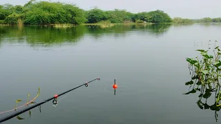 how to catch fish || very easy way to catch || village fishing.