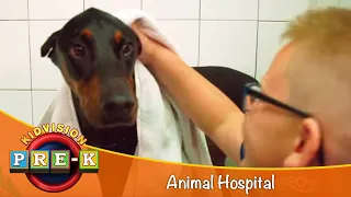 Animal Hospital | Virtual Field Trip | KidVision Pre-K