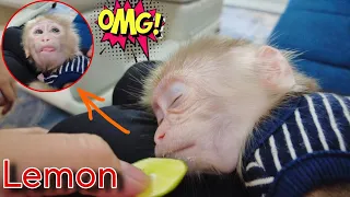 So Funny, Baby monkey Kiti was trolled by his sister while he was sleeping and the ending