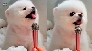 Cute and Funny Mini Pomeranian Puppies Video Compilation