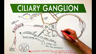 Ciliary Ganglion - Autonomic control of the eye | Anatomy Tutorial