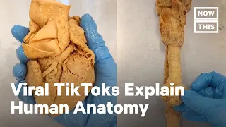 Cadaver Lab Uses TikTok to Teach People About Human Anatomy | NowThis