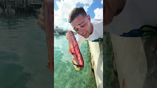 WHEN FEEDING THE SHARKS GOES RIGHT