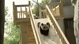 Cute pandas playing on the slide