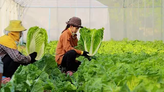 How to Grow Napa Cabbage (Chinese Cabbage) from Seed to Harvest in Greenhouse