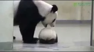Мама панда укладывает спать сына