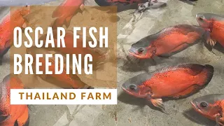 Oscar fish big size in Thailand breeding farm