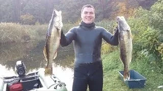 Подводная охота. Осенний судак. Днепр 08 10 2013. Spearfishing Dnipro river.