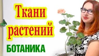 Ткани растений. Особенности строения и функции. ЕГЭ по биологии