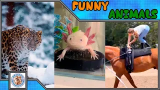 Compilation of funny animals! #010 Choose what you liked most and leave a comment! Subscribe!