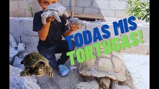 Todas mis tortugas en un video | Tortuterra Exotics #tortuga #reptiles