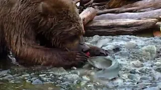 Hungry Bear's Fish Picnic | Bears | Spy in the Woods | BBC Earth