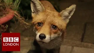 How one man befriended an urban fox - BBC London