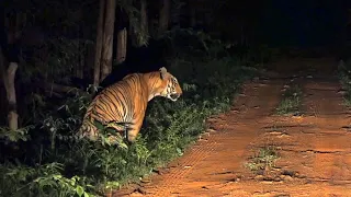 Spotted Big Male Tiger "PARAS" at Night || Tadoba Andhari Tiger Reserve || Zari-Peth Zone