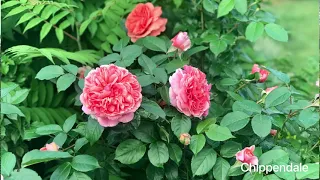Троянда Чіпендейл 2023/ Rose Chippendale in my garden