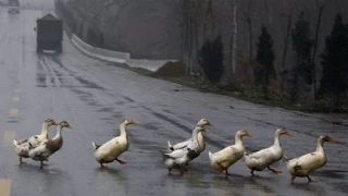 Утка атакует, нападает на кота