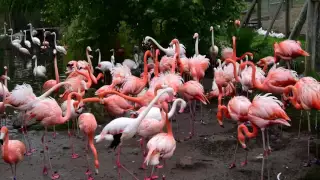 Flamingos at Safari West