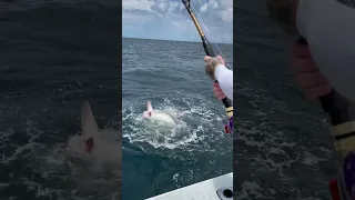 Shark in Galveston TX