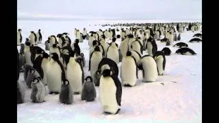 Emperor Penguin Timelapse