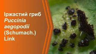 Іржастий гриб Пукцинія яглицева (Puccinia aegopodii (Schumach.) Link) (Львів, Україна)