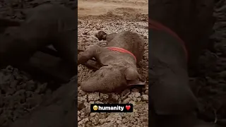 🥺 Saving an Elephant from a Deadly Snare | BBC Earth || solder save the elephant 🐘