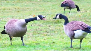 Canada Geese HONKING ARGUMENT Gets Heated