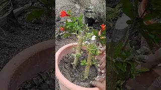 how to grow pomegranate tree from cutting very easily #pomegranate #propagation  #youtubeshorts