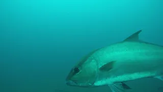 Caribsea Wreck Sand Tiger Sharks June 2018