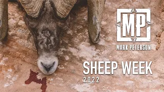 3 Sheep Hunts in 1 Week, Sheep Week 2022 | Mark Peterson Hunting
