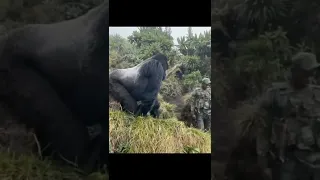 Quand un gorille protège son territoire, on se fait tout petit...