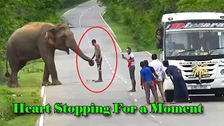 Heart Stopping For a Moment  : This Crazy People  Food Giving To High Risk While Elephant