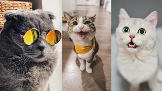 funniest animals 2024 😂 New Funny Cats and Dogs Videos 😸🐶Part 1