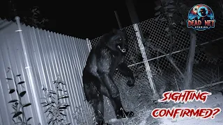 10 Real Dogman Sightings: Proof the Legend is True?