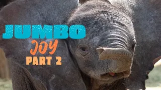 Jumbo Joy - Part 2 | ELEPHANT ANNOUNCEMENT