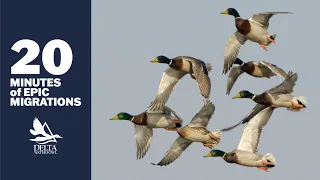 Thousands of ducks | Hunting views and great migrations