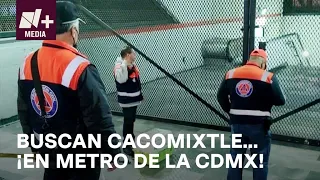 Metro de CDMX; Buscan cacomixtle en Línea 7 - N+15