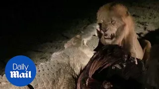 Dramatic moment lion and crocodile clash over their dinner - Daily Mail