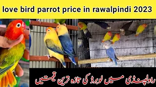 lovebird parrot price in Rawalpindi  || lovebird price update 2023 || R.D Birds InFo.