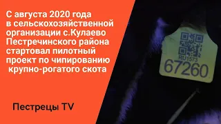 С августа 2020 года стартовал пилотный проект по чипированию  крупно-рогатого скота