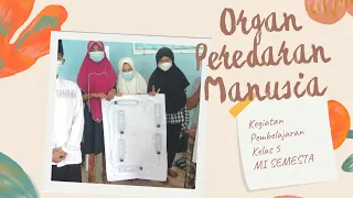 Kelas 5 MI SEMESTA Praktikum IPA tentang Organ Peredaran Darah Pada Manusia