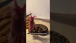 Kasih makan BallPython aku!!