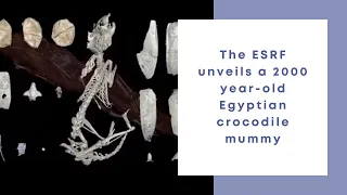 The ESRF unveils a 2000 year old Egyptian crocodile mummy