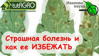 ТОМАТЫ ПОД УГРОЗОЙ! В чем может быть причина? Как помочь ТОМАТАМ не заболеть? КЛАДОСПОРИОЗ НА ПОРОГЕ