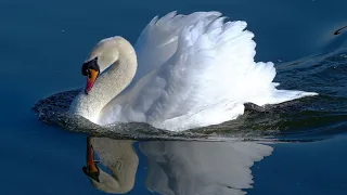 К.Сен-Санс - Лебедь... - Camille Saint - Saens Swan